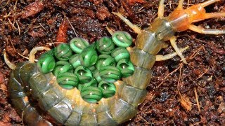 Amazing red centipede laying eggs and hunting worm for food [upl. by Glarum276]