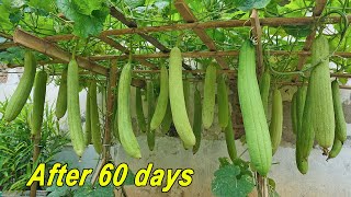 Growing Sponge Gourds in Rooftop Bags Tips for Growing Sponge Gourds with Milk [upl. by Rivalee]