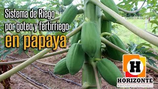 Riego y fertirriego en cultivo de papaya [upl. by Gurney]