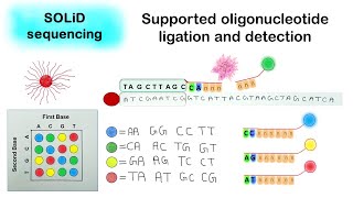 SOLID sequencing  Supported oligonucleotide ligation and detection [upl. by Eiten352]