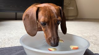 Mini dachshund bobs for apples on Halloween [upl. by Arracat]