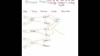 Brachial Plexus made easy  USMLE  PLAB  Medical school [upl. by Llenrrad]