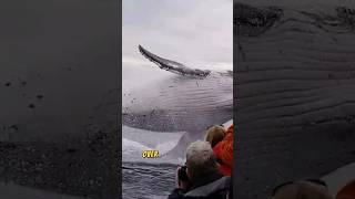 Unbelievable Whale Jumps 🐳😲 [upl. by Breech]