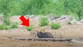 Lions Attacked a Rhino Trapped in a Pit – You Wont Believe Who Came to the Rescue [upl. by Werna685]