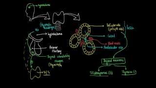 3  Thyroid Glands  Hormones Physiology [upl. by Ehcnalb]