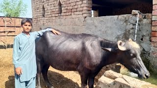 village main buffalo farming  buffalo farming business pakistani nili ravi buffalo [upl. by Kirsten]