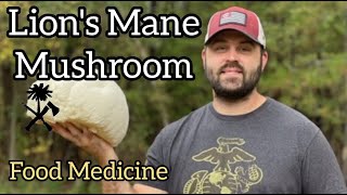 Foraging for Lions Mane Mushroom Food Medicine [upl. by Yeslah]