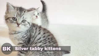 Cute Silver Tabby British Shorthair Kittens Playing [upl. by Hedda]