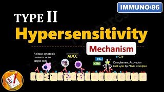 Type II Hypersensitivity Reactions PART 2 Mechanism explained  FLImmuno86 [upl. by Timotheus135]