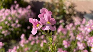 Nemesia Aromance Pink Review  Gardening with the Williams [upl. by Saul]