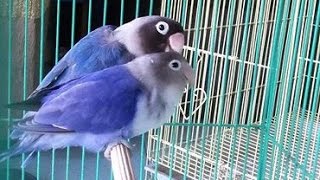 Beautiful Love Bird Song Awesome Bird Singing [upl. by Tades438]