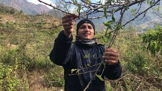 Timur Zanthoxylum armatum cultivation  मकवानपुरमा टिमुर खेती प्रबिधी Medicinal Plants [upl. by Zahavi]