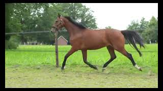 forsale Roef Kes 3 years gelding v Henkie x Ronaldo x Samber [upl. by Annetta903]