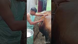 Side of C section in cowtreatment of dystocia PKshortsvideoviralvideofarmingfunnyvideo [upl. by Lasser]