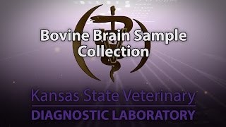 Bovine Brain Sample Collection [upl. by Ahseyt]