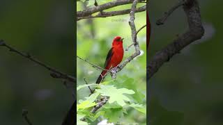 Songbird Sounds A Scarlet tanager Piranga olivacea Singing To Claim His Territory [upl. by Caton]