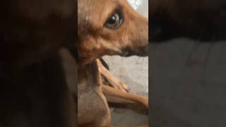 Manufacturing defect😆😆😆😆 funny comdey doglover vallimskvlogs [upl. by Aritak]