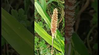 Acorus calamus  BajraFlower [upl. by Barry574]