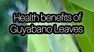 health benefits of guyabano leaves [upl. by Hessler]