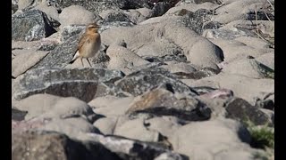 wheatear [upl. by Royal]