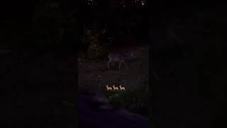 Deer walks feet from stand deer hunting fyp foryou wildlife animals shorts shortsfeed fy [upl. by Oringa]