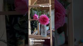 Watch my full personal review of rose”Fragonard” now gardenerben PeterBealesRoses [upl. by Nawiat]