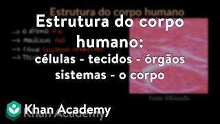 Estrutura do corpo humano células  tecidos  órgãos  sistemas  o corpo [upl. by Bilow]