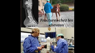 Fracture chez le cheval les chirurgiens répondent à vos questions 🇫🇷 [upl. by Penrose]