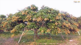 WOW Amazing Agriculture Technology  Longan [upl. by Cherin456]