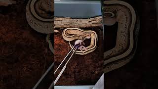 Ball Python snags rat ballphyton snake snakefeeding [upl. by Ayot]