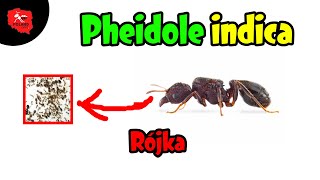 Mrówki Pheidole indica przygotowania do rójki O [upl. by Rednasela]