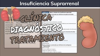 ⚕️🩺 Insuficiencia Suprarrenal PRIMARIA Y SECUNDARIA Síntomas Diagnóstico y Tratamiento [upl. by Lurette610]