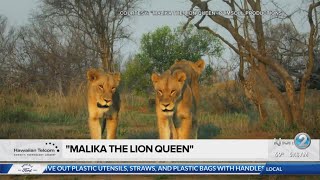 Social Scene quotMalika the Lion Queenquot [upl. by Tram]