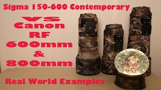 Real World Images Sigma 150600mm Contemporary vs Canon RF 600mm 800mm Lens Review [upl. by Anneis]