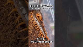 베트남 오렌지렉은 오랜만이지  Scolopendra subspinipes dehaani  Vietnam orange legs centipede [upl. by Etteinotna]