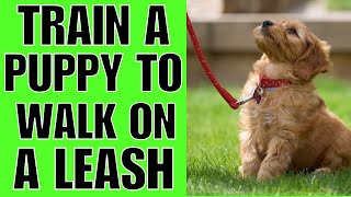 How To TRAIN A Puppy To Walk On A Leash EASIEST WAY [upl. by Caffrey376]