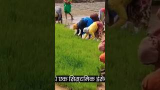 Movento Energy Insecticide Shorts Viral shortsvideo वायरलवीडियो viralvideo viralshorts [upl. by Anelat]