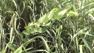 Weed of the Week 666Hemp Dogbane Air Date 1911 [upl. by Onairam]