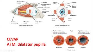 Final Denmesi 3 40 soruluk Görselli çözüm İnsan Anatomisi TUS DUS SBF Arasınav Tıp Sağlık [upl. by Nomma112]