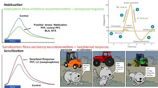 Tinnitus Habituation and Sensitization Explained The Truth Behind Pawel Jastreboffs Model and TRT [upl. by Ahsitauq]