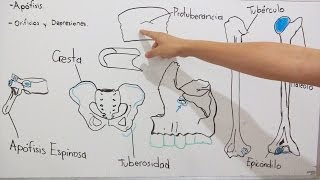 Esqueleto y formaciones óseas [upl. by Soigroeg]