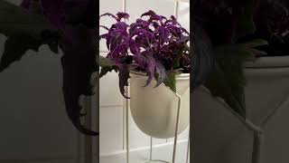 gynura aurantiaca purple passion plant houseplants indoorplants plants plantlover plantparent [upl. by Stevana]