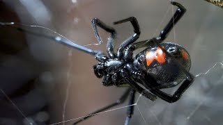 Black Widow  The Cannibalistic Spider  Documentary [upl. by Shaun163]