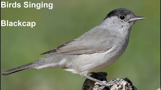 Birds Singing  Blackcap  Sounds of Nature [upl. by Brigitta789]