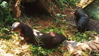 Very DANGEROUS Fight A Big COBRA Vs A Cobra EATER Mongoose on live CAMERA  COBRA Vs MONGOOSE [upl. by Adnorahs951]