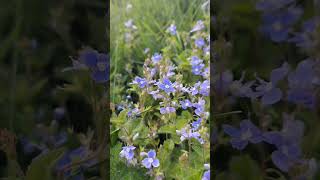 Irish Wildflowers Germander Speedwell [upl. by Dowd]