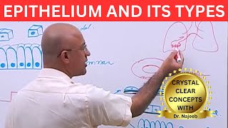 Epithelium and its Types🩺 [upl. by Anirbed]