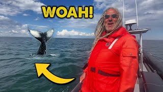 Up Close with Massive Whales  New Brunswick Rust Bros Coast 2 Coast [upl. by Lytsirk]