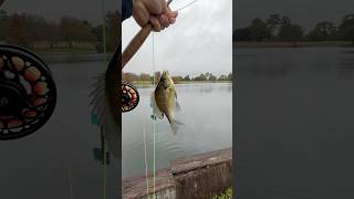 Good day at the Golf course fishing flyfishing bluegill [upl. by Kirven]