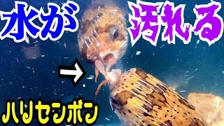 汚れたら掃除だ！人工海水を作る！ハリセンボン水槽水換え☆ [upl. by Mailliwnhoj491]